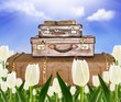 Traveling  suitcases in a tulip field with sunlight