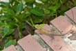 lizard