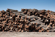 Stack of freshly cut logs