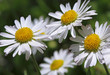 Gänseblümchen, Blümchen, Bellis perennis