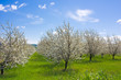 farm with flowering trees