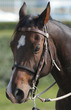 Horse portrait