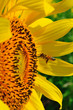 Sunflower field with flying bee