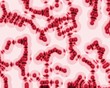 cellule