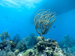 Coral Reef