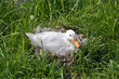 Brütende Ente