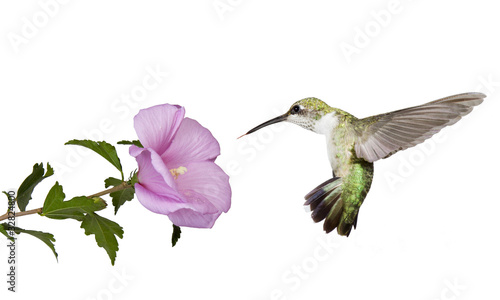 Photo: hummingbird floats under a butterfly bush hummingbird floats under a butterfly bush