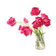 red tulips isolated on white red tulips isolated on white