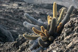 Bartolomé island, islas galapagos Ecuador