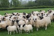 agneaux et brebis ecossais