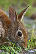 Eastern Cottontail Rabbit Eastern Cottontail Rabbit