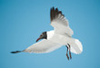 seagull soaring