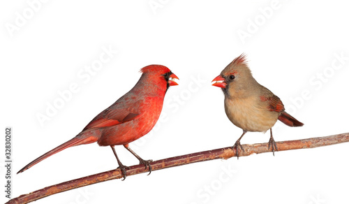 Photo: two cardinals with a whole safflower seeds in their beak two cardinals with a whole safflower seeds in their beak