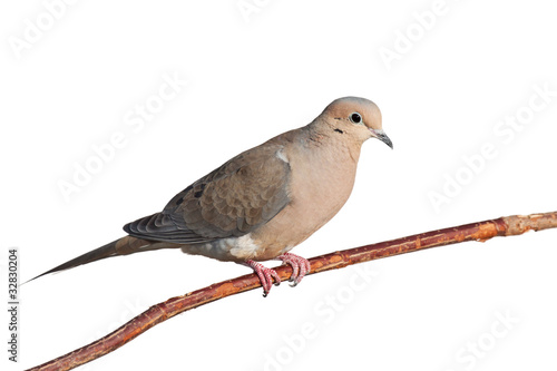 Photo: mourning dove on a branch mourning dove on a branch