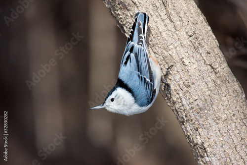 Photo: white breasted nuthatch stand up side down on a tree branch white breasted nuthatch stand up side down on a tree branch