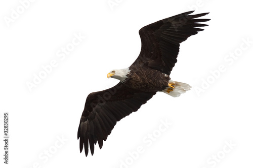 Photo: spread wing bald eagle soars across the sky spread wing bald eagle soars across the sky
