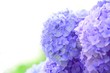 アジサイの花