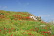 Poppy field in green Poppy field in green