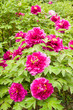 Mauve peony flower garden