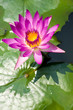 Mauve lotus flower