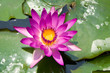 Mauve lotus flower