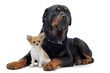 rottweiler et chihuahua
