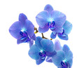 Blue orchid