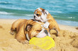 English Bulldogs playing on the beach