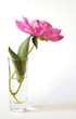 pink peony flower#3 pink peony flower#3