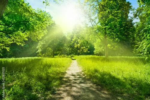 Foto: Waldweg Waldweg