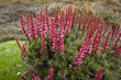 Tasmanian wildflower in Walls Of Jerusalem National Park