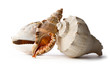 Seashells isolated on the white background