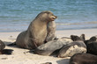 Isla santa fé,islas galapagos Ecuador Isla santa fé,islas galapagos Ecuador