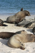 Isla santa fé,islas galapagos Ecuador Isla santa fé,islas galapagos Ecuador
