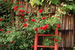 Rote Rosen am Haus