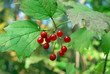 arrowwood (Viburnum) arrowwood (Viburnum)