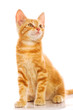 Red little cat
