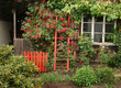 Rote Rosen am Haus
