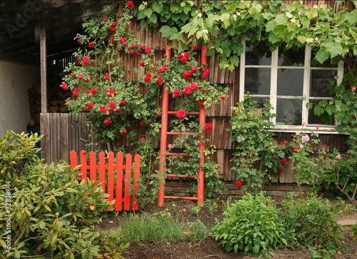 Foto: Rote Rosen am Haus Rote Rosen am Haus