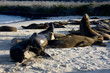 Isla santa fé barrington,islas galapagos Ecuador