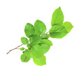 Gentle green branch isolated on a white background Gentle green branch isolated on a white background