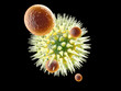 Virus gegen Immunsystem