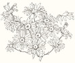 Daisy flowers