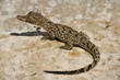 Small young crocodile Small young crocodile