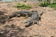 Two lazy crocodiles take a rest Two lazy crocodiles take a rest
