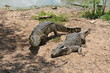 Two crocodiles lookig for food together Two crocodiles lookig for food together