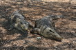 Two crocodiles take a rest on the ground Two crocodiles take a rest on the ground