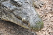 Big nose of dangerous crocodile Big nose of dangerous crocodile