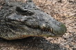 Head of dangerous crocodile Head of dangerous crocodile