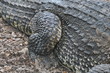 Texture of crocodile leather Texture of crocodile leather